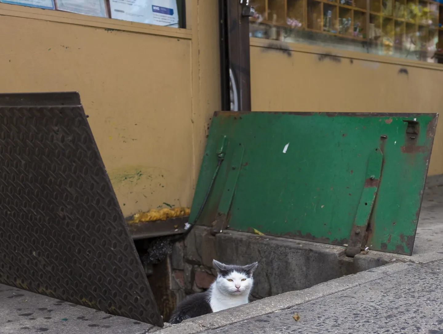 A black and white bodega cat surveying the sidewalk from an open cellar hatch in New York City