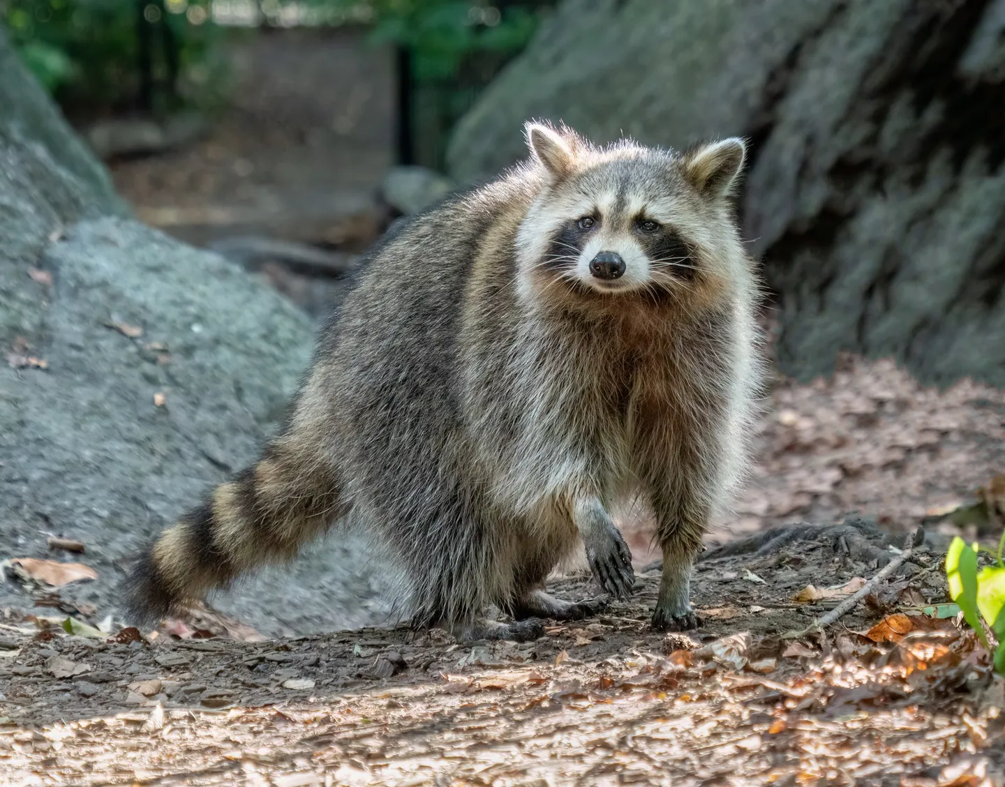 A raccoon standing on a rock in Central Park’s Ramble, with leafy woodland behind it